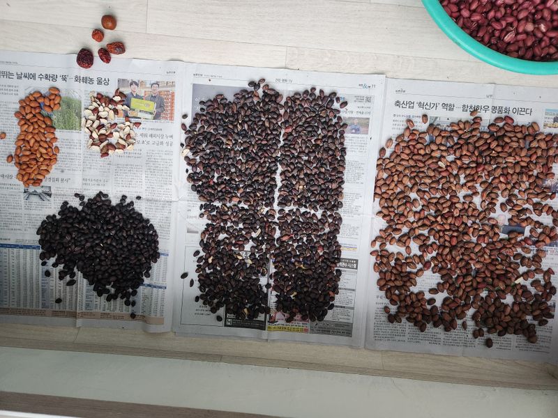 허정양님의 장터 판매 상품 [땅콩판매합니다] 첨부 사진