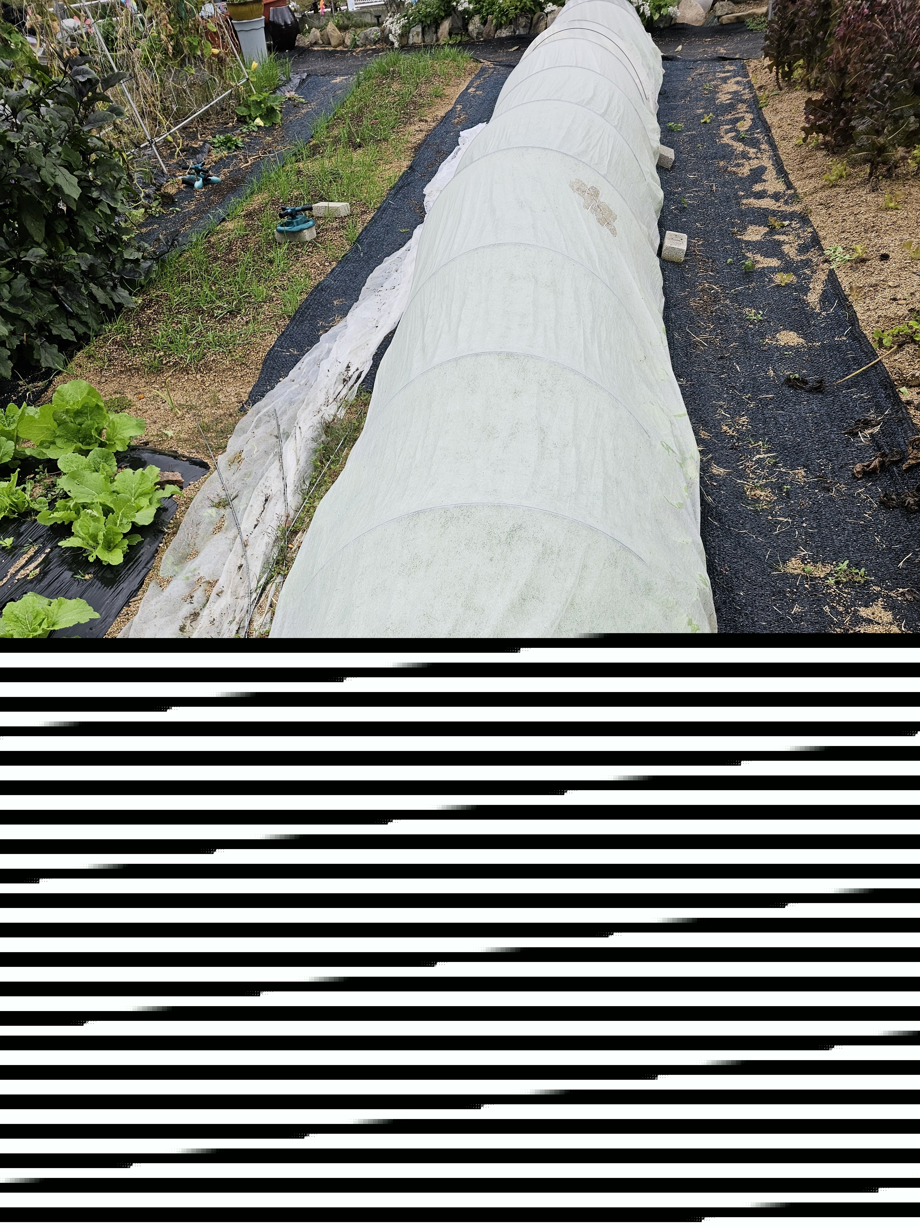 최연재님의 배추 · 영농일지 작성글 사진