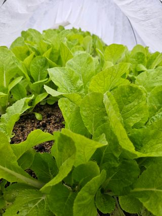 최연재님의 배추 · 영농일지 작성글 사진