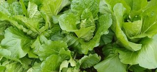 초보퍼머5도2촌준비님의 자유주제 · 자유게시판 작성글 사진