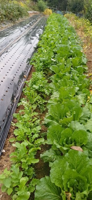 초보퍼머5도2촌준비님의 자유주제 · 자유게시판 작성글 사진