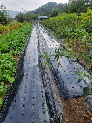 초보퍼머5도2촌준비님의 자유주제 · 자유게시판 작성글 사진