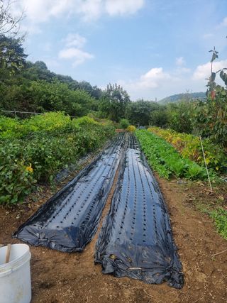 초보퍼머5도2촌준비님의 자유주제 · 자유게시판 작성글 사진