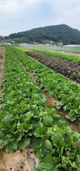 팜모닝 자유주제·자유게시판 게시글 이미지