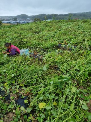 그린1505님의 들깨 · 영농일지 작성글 사진