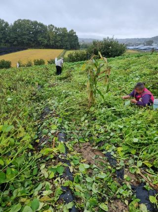 그린1505님의 들깨 · 영농일지 작성글 사진