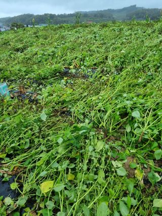 그린1505님의 들깨 · 영농일지 작성글 사진