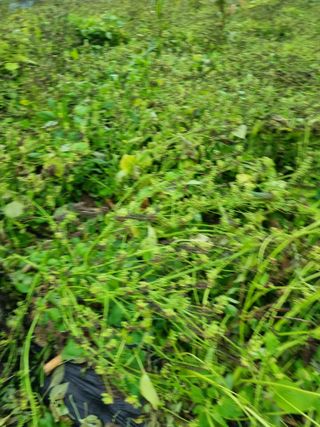 그린1505님의 들깨 · 영농일지 작성글 사진