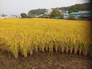 정현_남이님의 벼 · 영농일지 작성글 사진