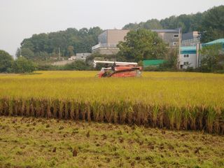 정현_남이님의 벼 · 영농일지 작성글 사진
