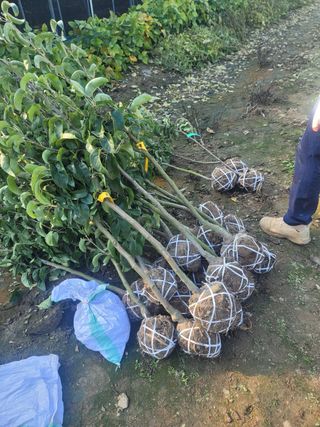 일심묘목농원님의 자유주제 · 자유게시판 작성글 사진