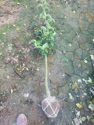 일심묘목농원님의 자유주제 · 자유게시판 작성글 사진