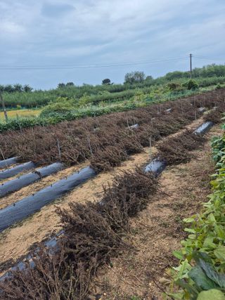 김연숙님의 들깨 · 영농일지 작성글 사진