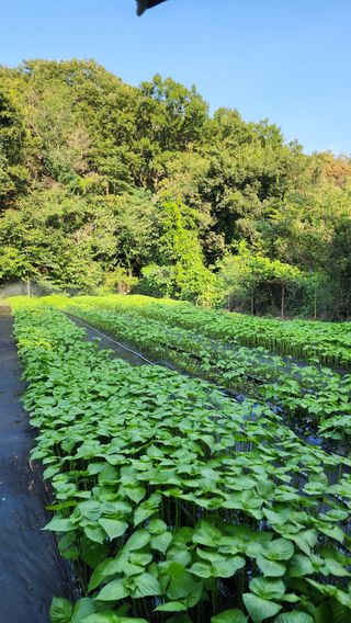 노성석님의 기타작물 · 영농일지 작성글 사진
