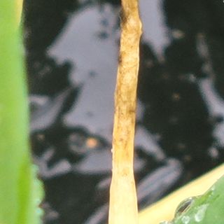 여우내 이순홍님의 파 · 병해충상담 작성글 사진