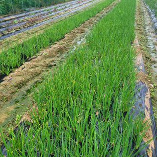 여우내 이순홍님의 파 · 병해충상담 작성글 사진