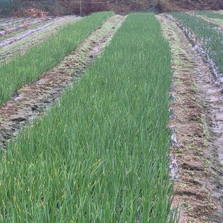 여우내 이순홍님의 파 · 병해충상담 작성글 사진