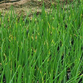 여우내 이순홍님의 파 · 병해충상담 작성글 사진