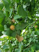 팜모닝 가을 농사 후 토양 어떻게 관리하세요?·참여글 게시글 이미지