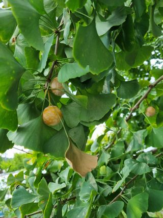김영일님의 가을 농사 후 토양 어떻게 관리하세요? · 참여글 작성글 사진