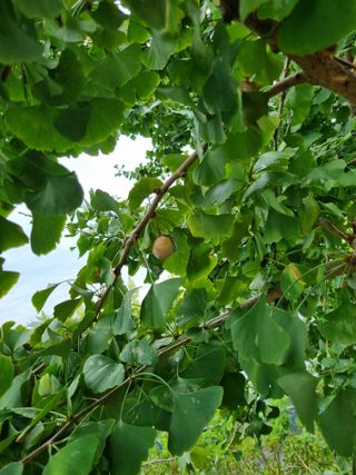 김영일님의 가을 농사 후 토양 어떻게 관리하세요? · 참여글 작성글 사진