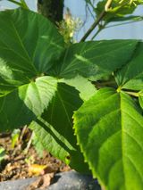 팜모닝 자유주제·자유게시판 게시글 이미지