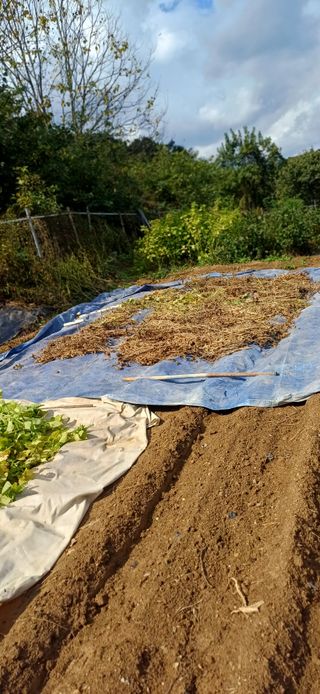 초보퍼머5도2촌준비님의 자유주제 · 자유게시판 작성글 사진