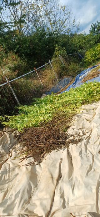 초보퍼머5도2촌준비님의 자유주제 · 자유게시판 작성글 사진