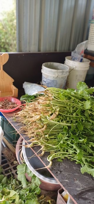 초보퍼머5도2촌준비님의 자유주제 · 자유게시판 작성글 사진