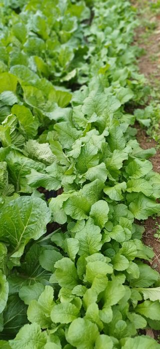 초보퍼머5도2촌준비님의 자유주제 · 자유게시판 작성글 사진