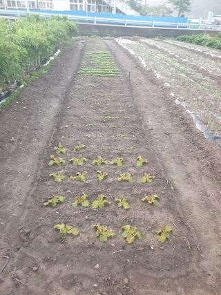 동방불패님의 자유주제 · 자유게시판 작성글 사진