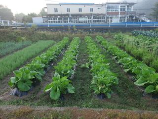 동방불패님의 자유주제 · 자유게시판 작성글 사진