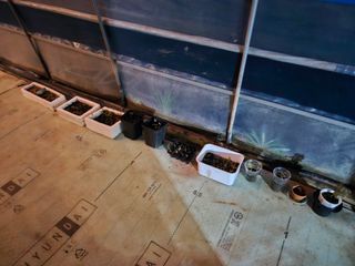 뿡뿡농장님의 블루베리 · 영농일지 작성글 사진