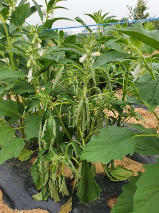 엄기덕님의 참깨 · 병해충상담 작성글 사진