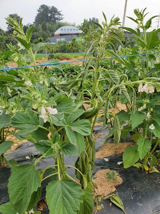 엄기덕님의 참깨 · 병해충상담 작성글 사진