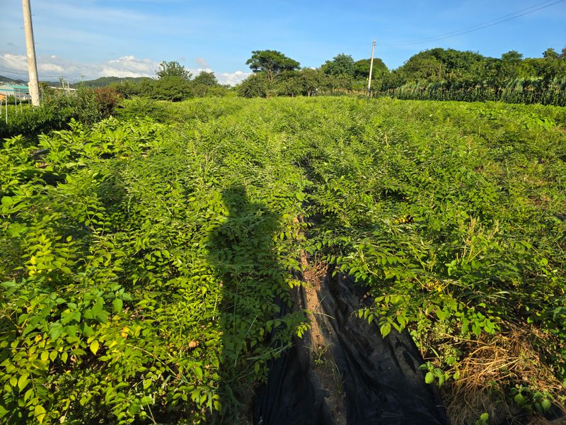 장터 상품 [신구두릅묘목(10개)] 썸네일