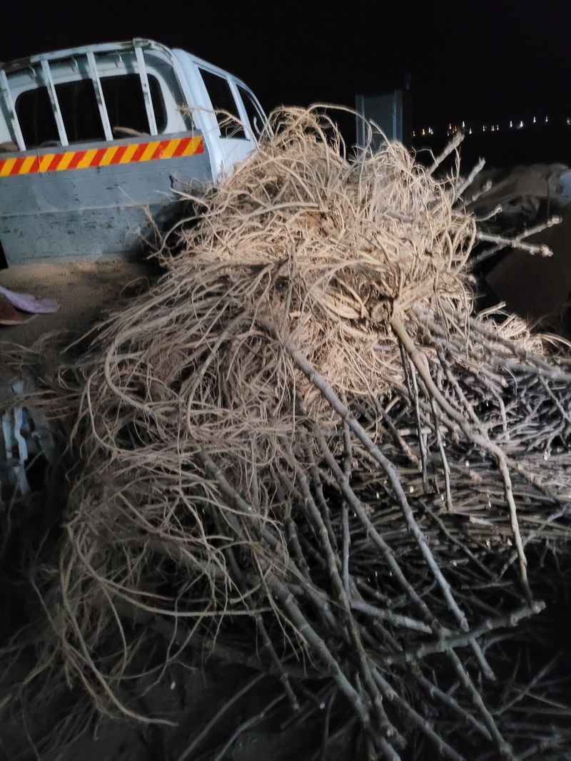 오아성님의 장터 판매 상품 [신구두릅묘목(10개)] 첨부 사진