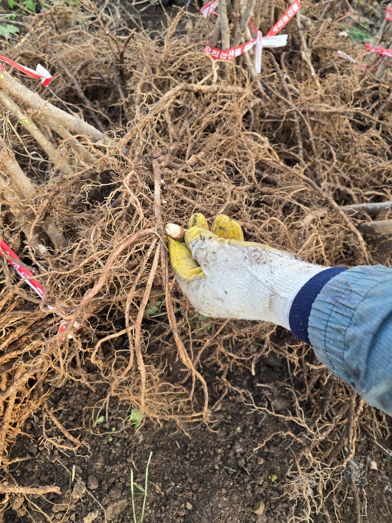 오아성님의 장터 판매 상품 [신구두릅묘목(10개)] 첨부 사진