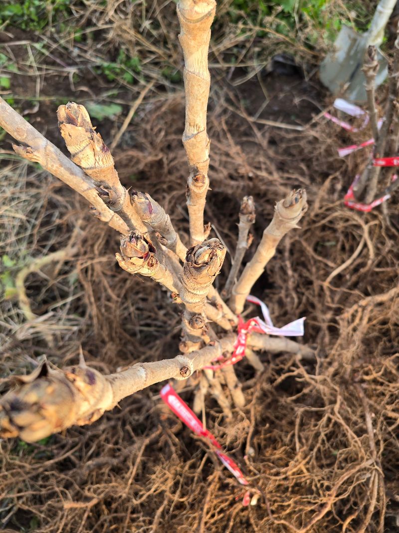 오아성님의 장터 판매 상품 [신구두릅묘목(10개)] 첨부 사진