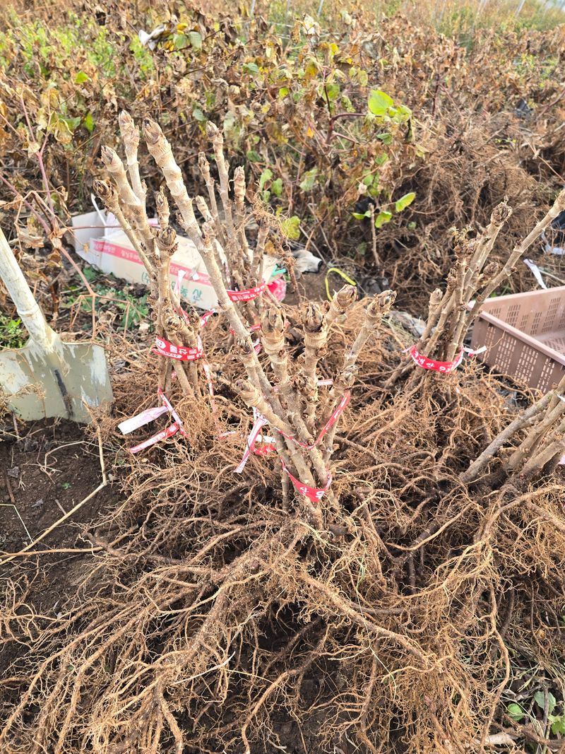 오아성님의 장터 판매 상품 [신구두릅묘목(10개)] 첨부 사진