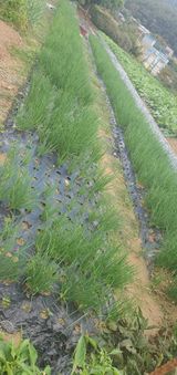 팜모닝 파·영농일지 게시글 이미지