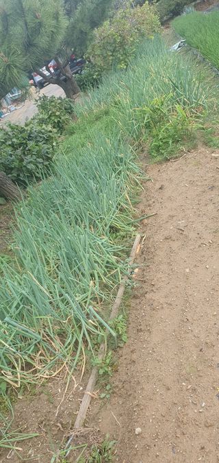 유만진님의 파 · 영농일지 작성글 사진