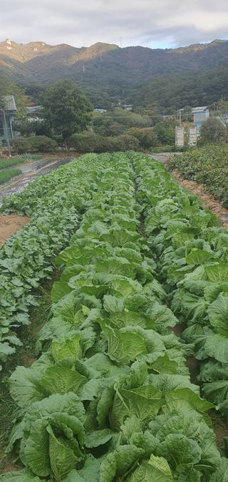 유만진님의 파 · 영농일지 작성글 사진