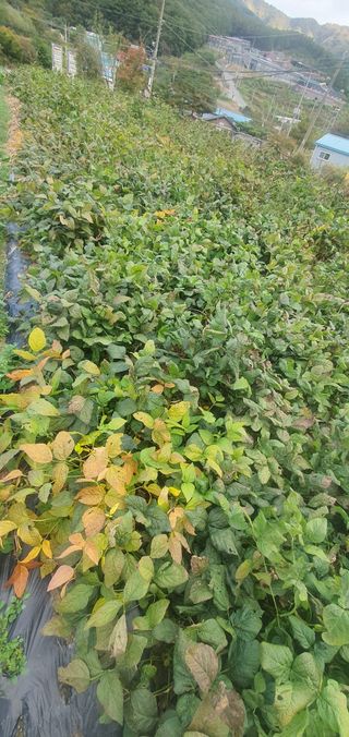 유만진님의 파 · 영농일지 작성글 사진