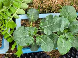 짱순이연속8월출석왕님의 기타작물 · 영농일지 작성글 사진