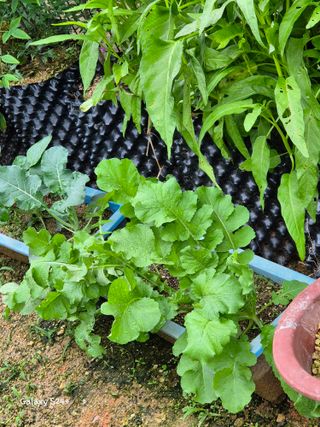 짱순이연속8월출석왕님의 기타작물 · 영농일지 작성글 사진