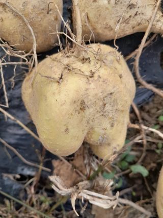 김민수산에서농사중님의 자유주제 · 자유게시판 작성글 사진