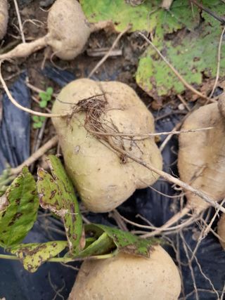 김민수산에서농사중님의 자유주제 · 자유게시판 작성글 사진