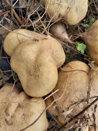 김민수산에서농사중님의 자유주제 · 자유게시판 작성글 사진