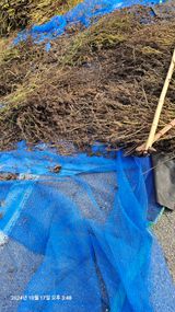 팜모닝 들깨·영농일지 게시글 이미지